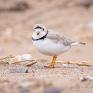Piping Plover Help