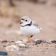 Piping Plovers Return