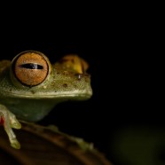 Red-webbed Tree Frog (Hypsiboas rufitelus)