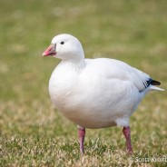 Ross’s Goose