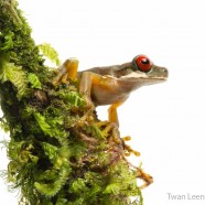 Rufous-eyed Brook Tree Frog