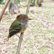 Scale-crested Pygmy-Tyrant (Lophotriccus pileatus)