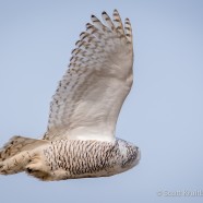 Snowy Owl Fly-by