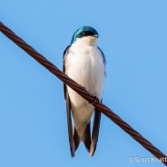 Tree Swallow