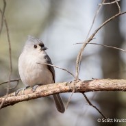 Tufted Titmouse