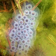 Do you know your amphibian egg masses?