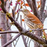 Brown Thrasher