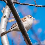 Chipping Sparrow