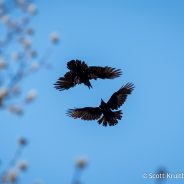 Common Ravens