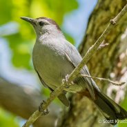 Gray Catbird