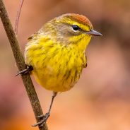 Palm Warbler