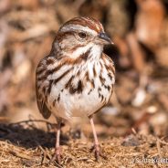 Song Sparrow