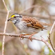 White-throated Sparrow