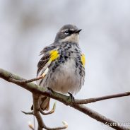 Yellow-rumped Warbler