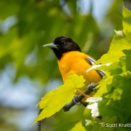 Baltimore Oriole