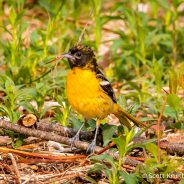 Baltimore Oriole Nest Building