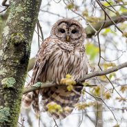 Barred Owl (Strix varia)