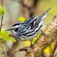 Black-and-white Warbler