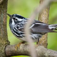 Black-and-white Warbler (Mniotilta varia)