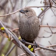 Brown-headed Cowbirds