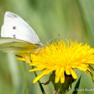 Cabbage White