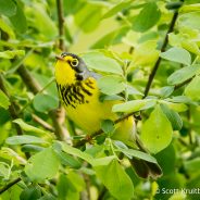 Canada Warbler (Cardellina canadensis)