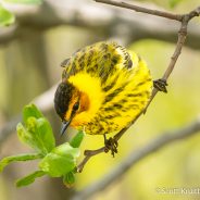 Cape May Warblers