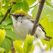 Chestnut-sided Warbler