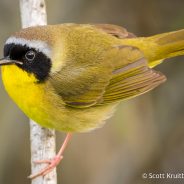 Common Yellowthroat