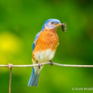 Eastern Bluebird Feeding