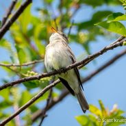 Eastern Wood-Pewee