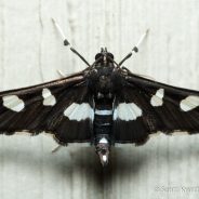 Grape Leaffolder (Desmia funeralis) Moth