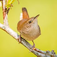 House Wren