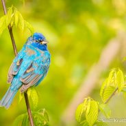 Indigo Bunting (Passerina cyanea)