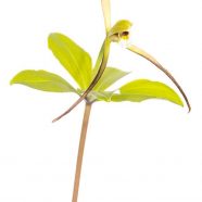 Large Whorled Pogonia (Isotria verticillata)