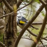 Leucistic Yellow-rumped Warbler