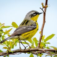 Magnolia Warbler