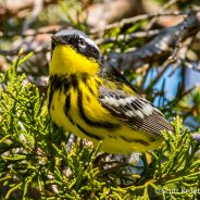 Magnolia Warbler