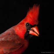 Cardinal Portrait