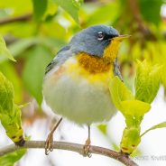 Northern Parula