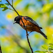 Orchard Oriole