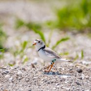 Flagged Piping Plover
