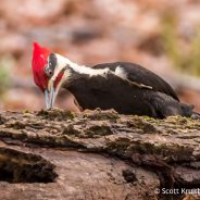 Pileated Woodpecker (Dryocopus pileatus)