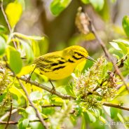 Prairie Warbler