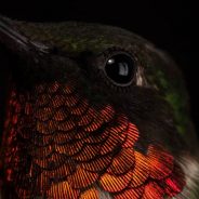 Ruby-throated Hummingbird Portraits