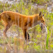 Red Fox and Cottontail