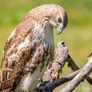 Red-tailed Hawk