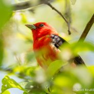 Scarlet Tanager