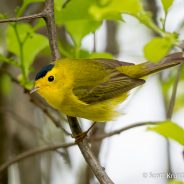 Wilson’s Warbler