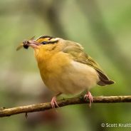 Worm-eating Warbler (Helmitheros vermivorum)